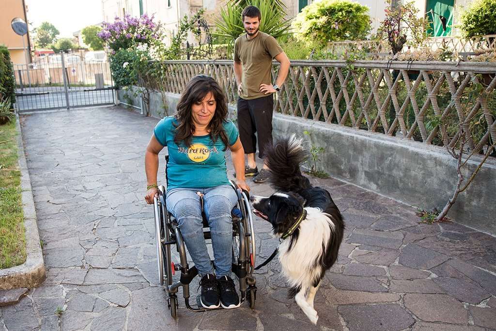 assistance dog